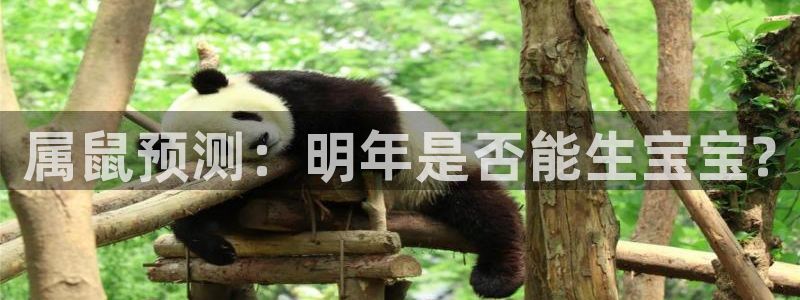 伟德国际1946体育eon：属鼠预测：明年是否能生宝宝?